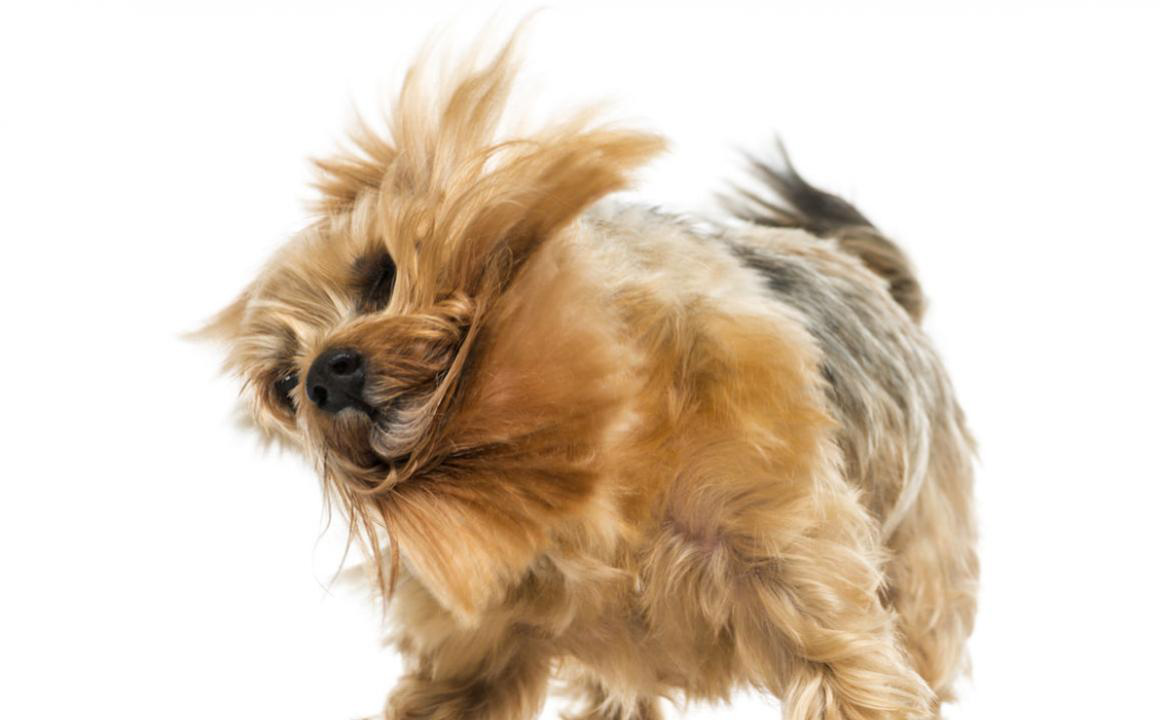 &iquest;Te preguntas por qu&eacute; se sacuden los perros?