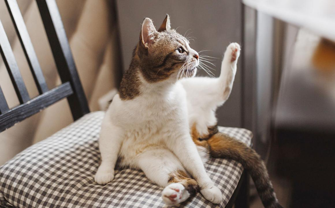 Cistite nei gatti: cause, sintomi e trattamento