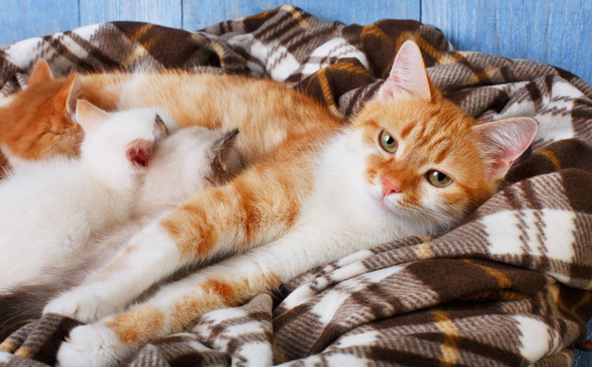 Quando si svezzano i gattini?