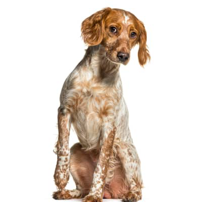 TUSE LA C&Acirc;INI: C&Acirc;INELE MEU ARE TUSE SEACĂ ȘI ARE SENZAȚIE DE VOMĂ. CE I SE &Icirc;NT&Acirc;MPLĂ?