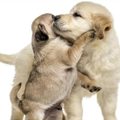 DENTS DE LAIT DU CHIEN : &Agrave; QUEL MOMENT TOMBENT-ELLES ?&nbsp;