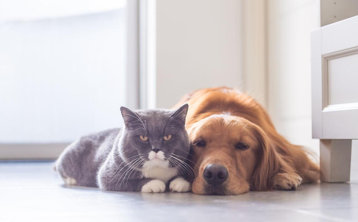 Come superare l'isolamento per Covid-19 con il tuo cane o gatto