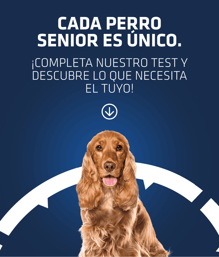 Test perro senior