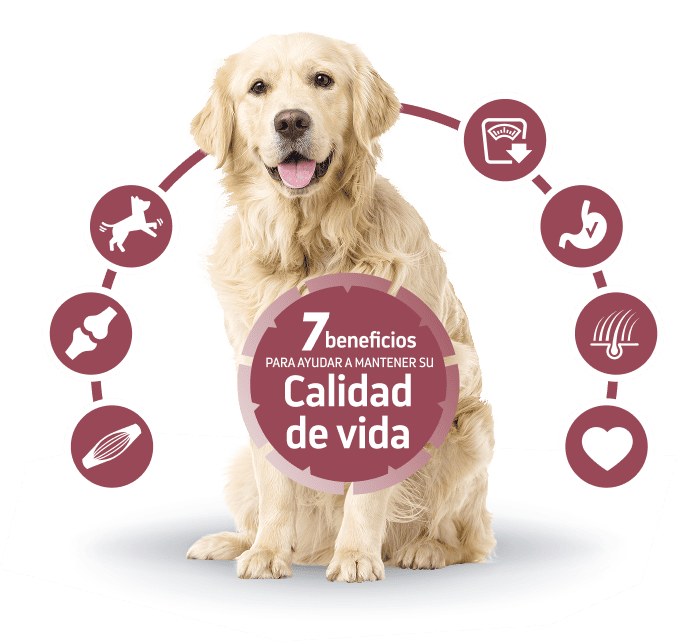 Calidad de vida perro senior