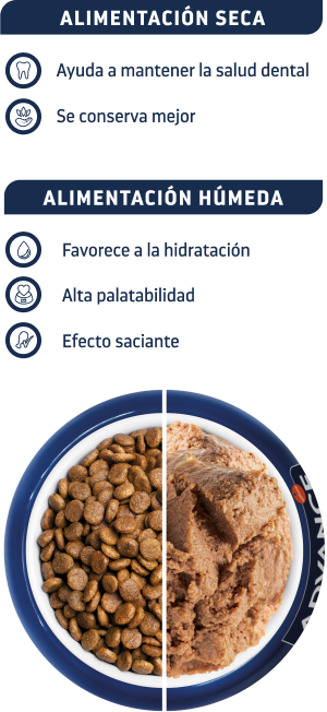 Bol dietas húmedas