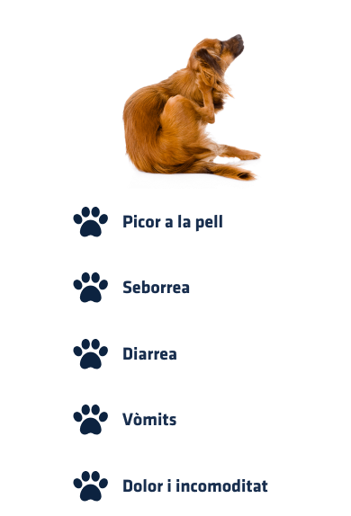 Dog scratching