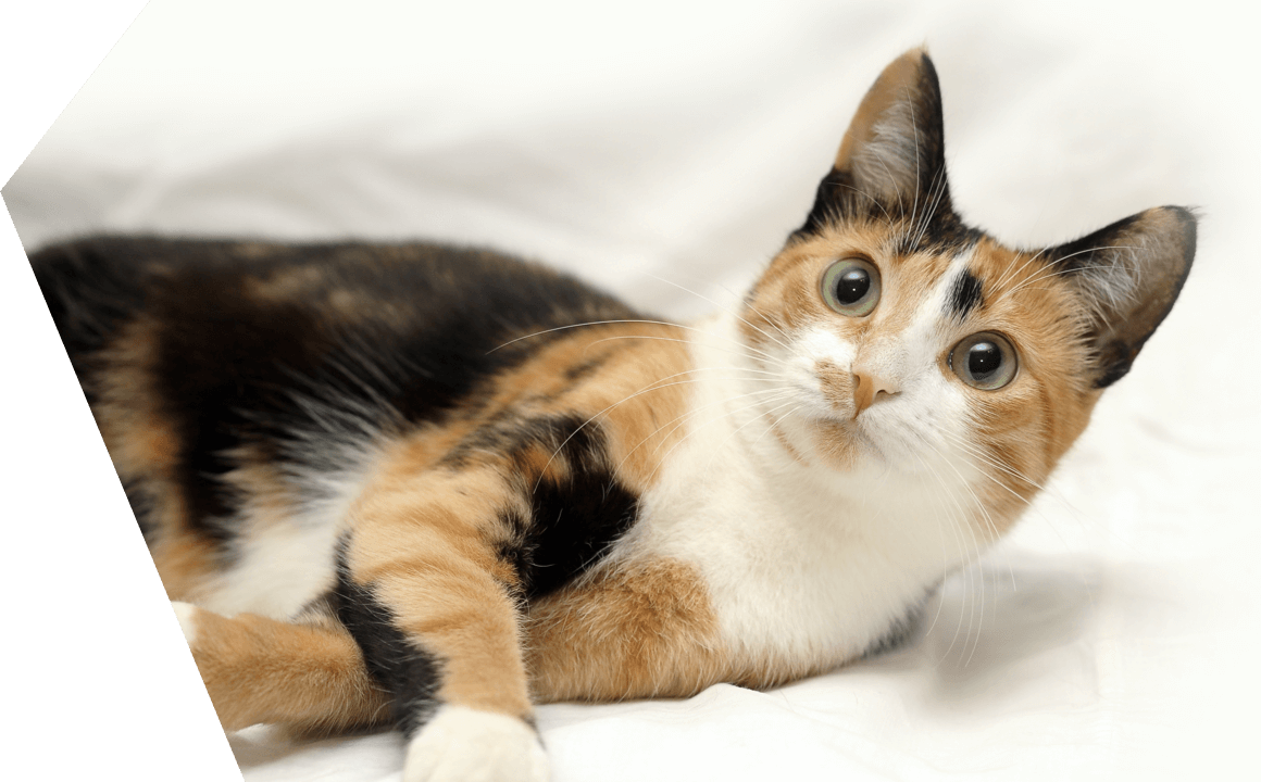 DE KLEUREN VAN DE KAT