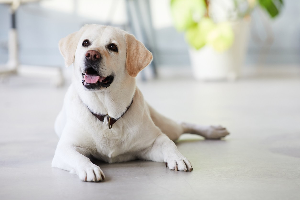 la-tendinitis-en-el-perro-en-la-pata-delantera-2.jpg