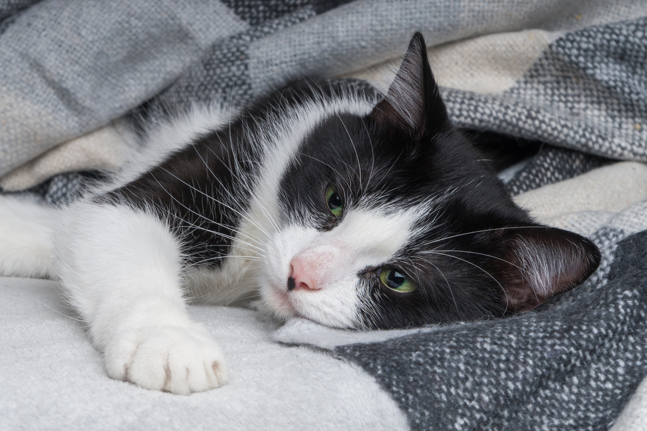 Todo lo que debes saber sobre las alergias en gatos