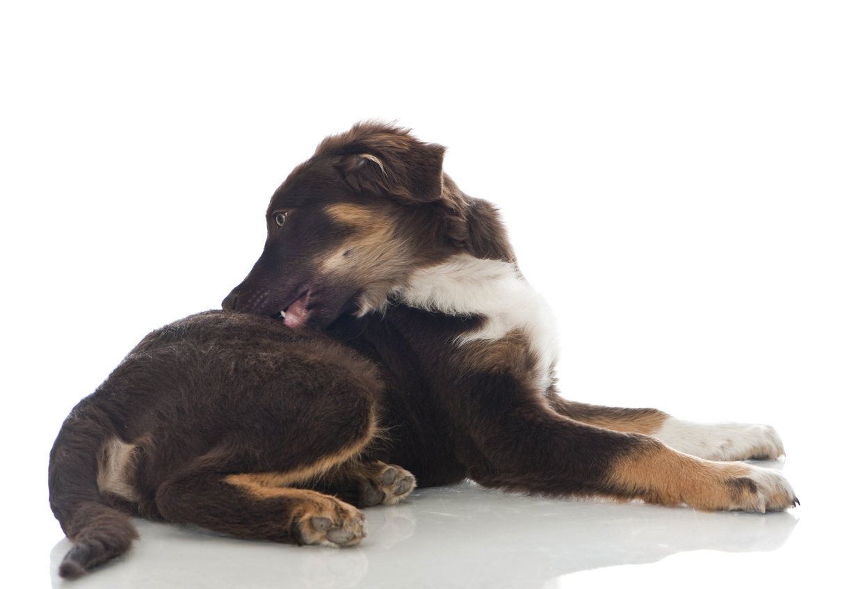 Como reduzir o prurido dos c&atilde;es?