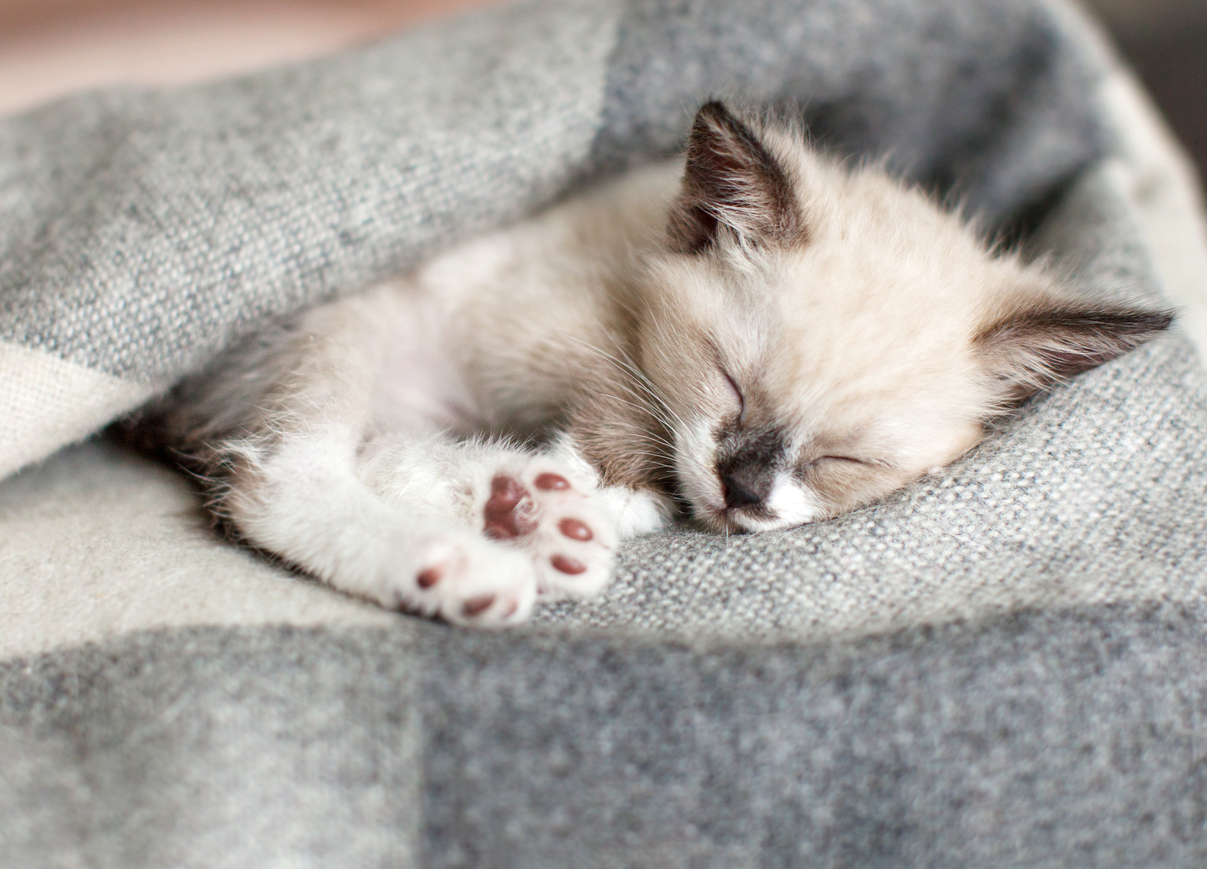 Cuidados del gato en invierno: consejos b&aacute;sicos