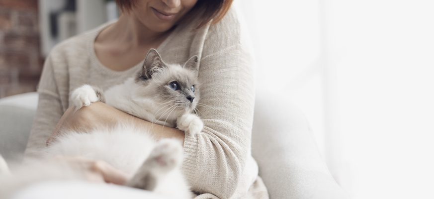 stitichezza-gatto-2.jpg