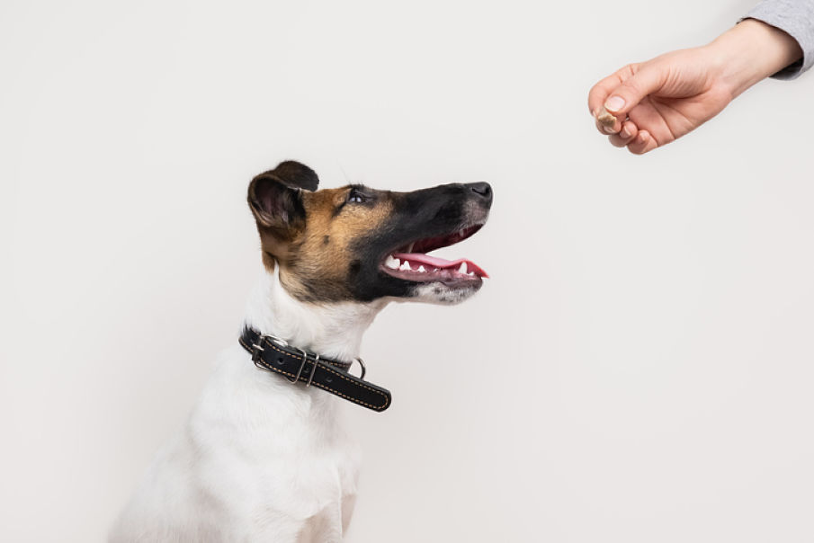 como_educar_a_un_cachorro_para_hacer_sus_necesidades_2.jpg