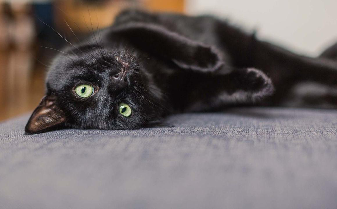 Lombrices en gatos: causas y tratamiento