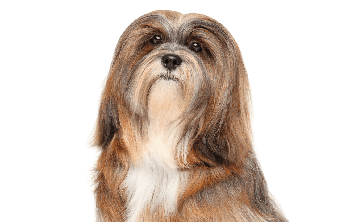 Le b&eacute;b&eacute; Lhasa Apso