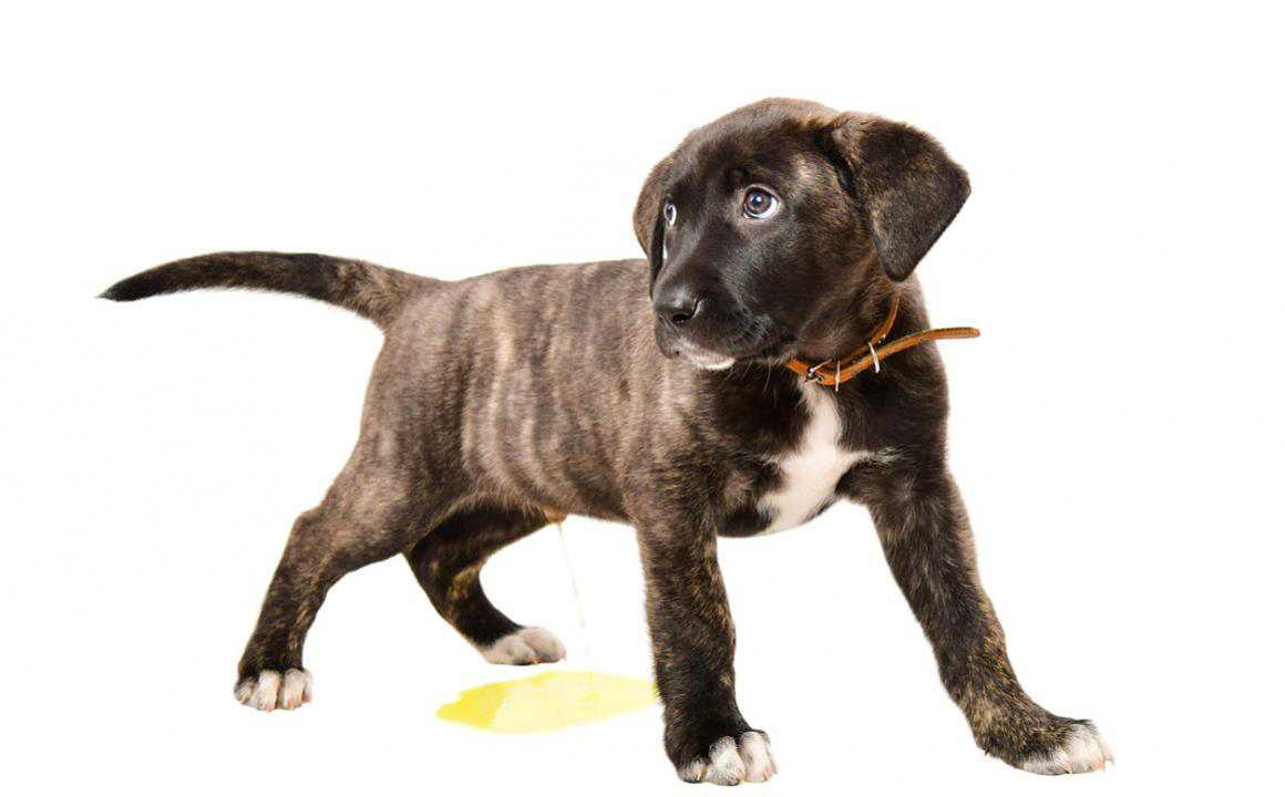 &iquest;C&oacute;mo ense&ntilde;ar a un cachorro a hacer sus necesidades?