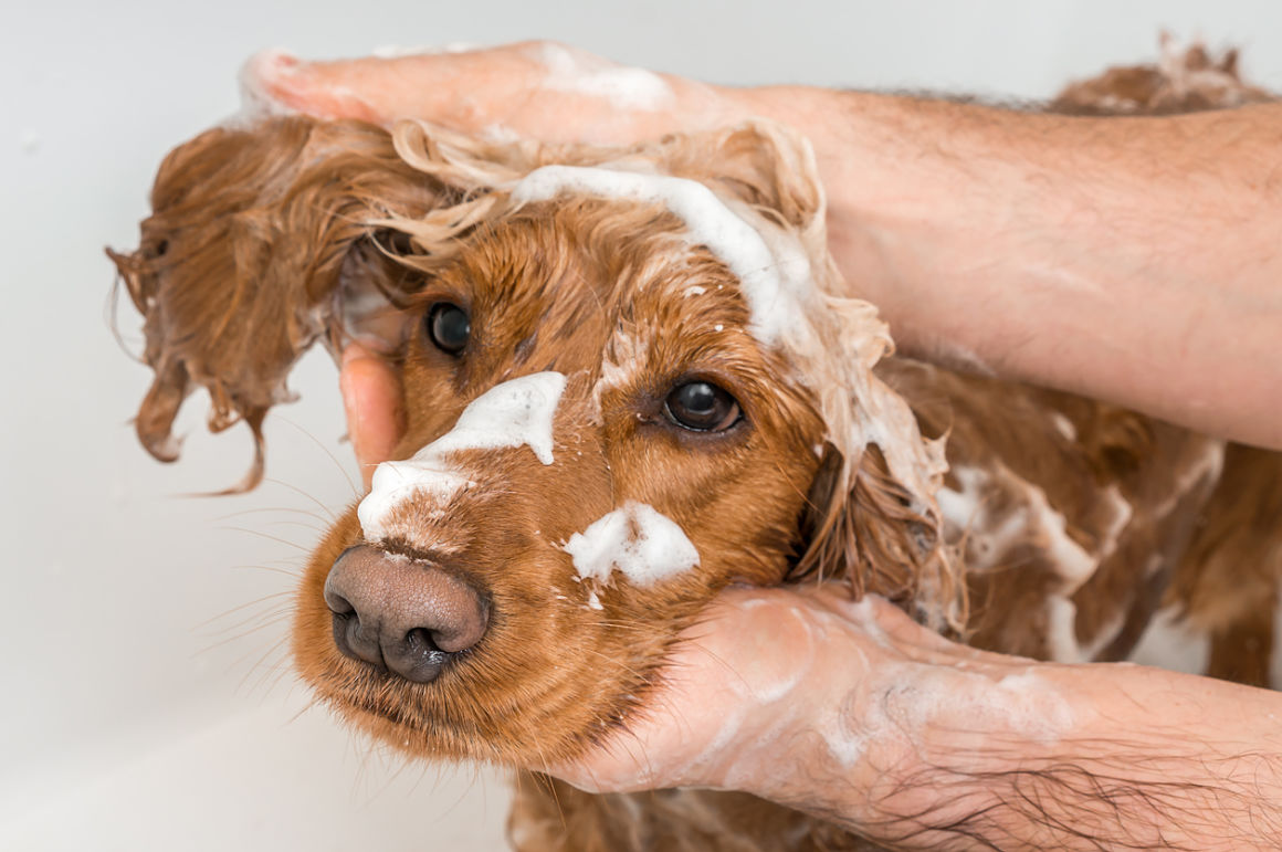 bagno-cane-2.jpg