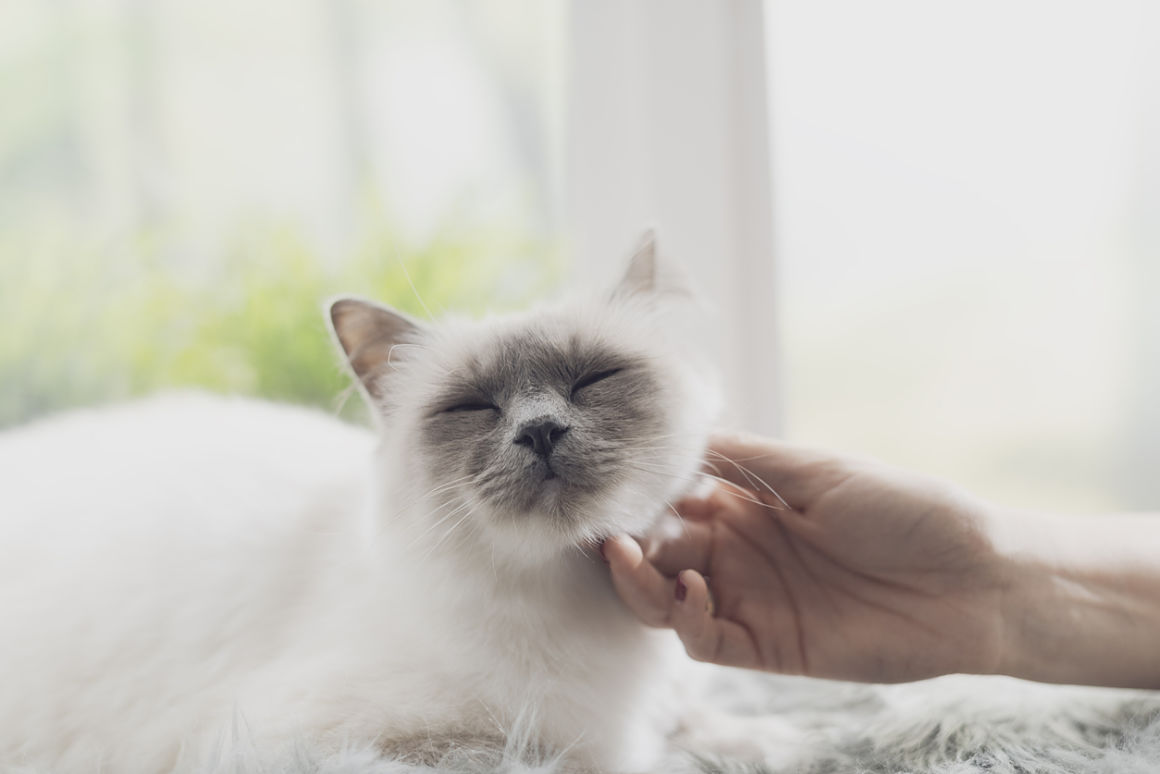 gatto-non-fa-le-fusa-2.jpg