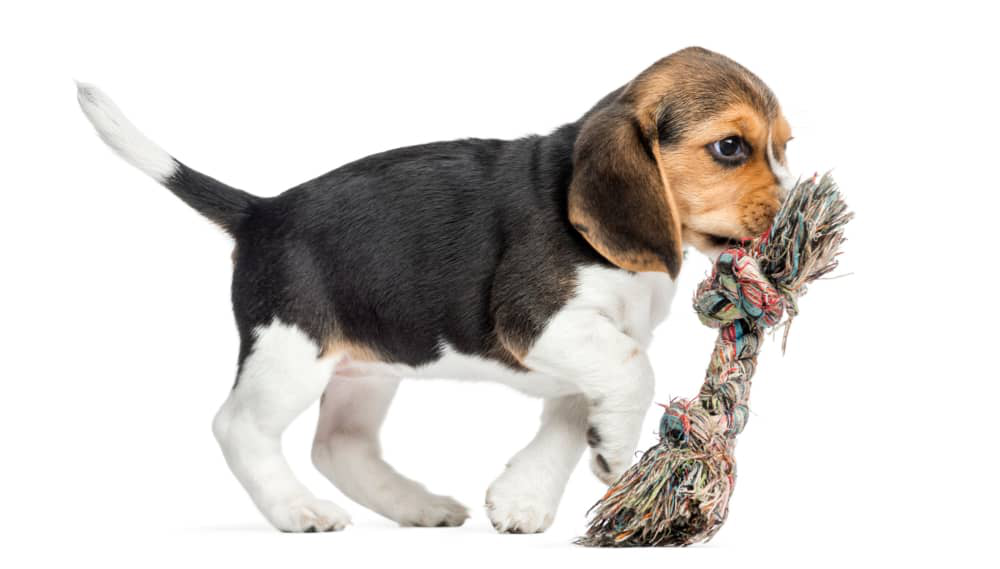 como-ensenar-a-un-cachorro-a-no-morder-01.jpg