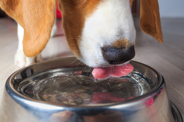 Mi perro bebe mucha agua: Por qu&eacute;, causas y cu&aacute;ndo preocuparse