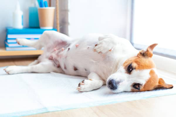 &iquest;Cu&aacute;nto dura el embarazo de un perro?