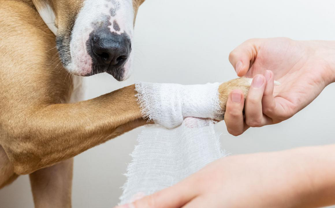 Betadine cane: si pu&ograve; usare?