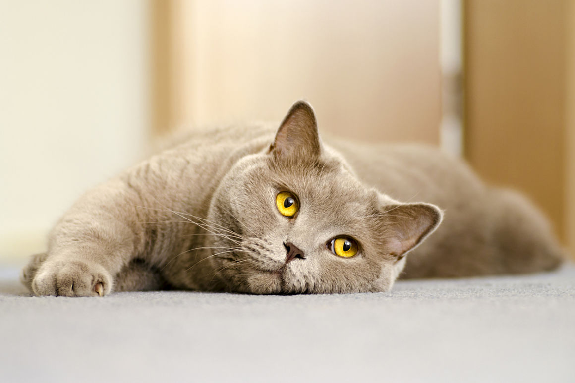 insuficiencia_renal_en_gatos_esperanza_de_vida_enfermedad_2.jpg