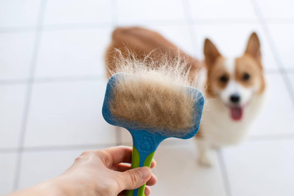 k&ouml;peklerde-t&uuml;y-d&ouml;k&uuml;lmesi-002.jpg