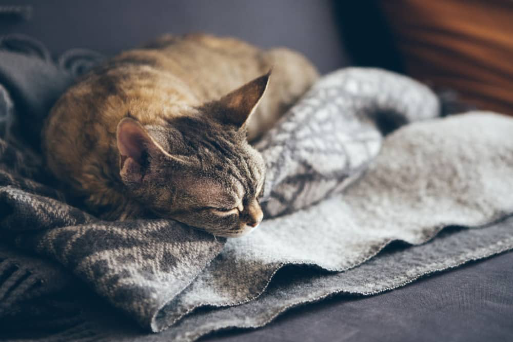 calicivirus-felino-002.jpg
