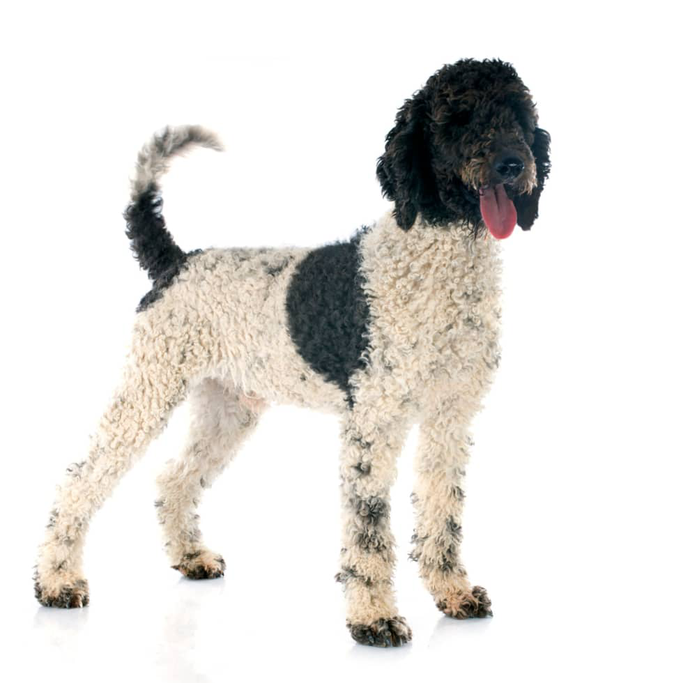 gastroenteritis-en-perros-01.jpg