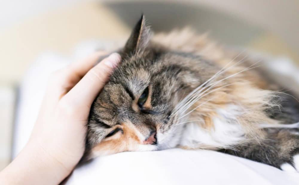 gato-respira-fuerte-003.jpg