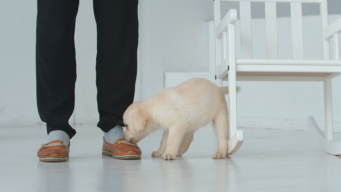 mi-perro-me-muerde-los-pies-cuando-camino-2.jpg