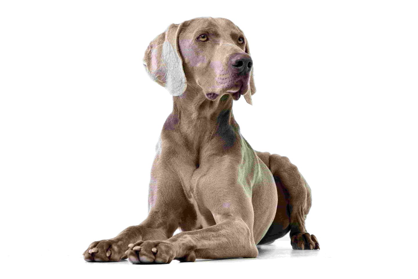 tremblements-chien-2.jpg