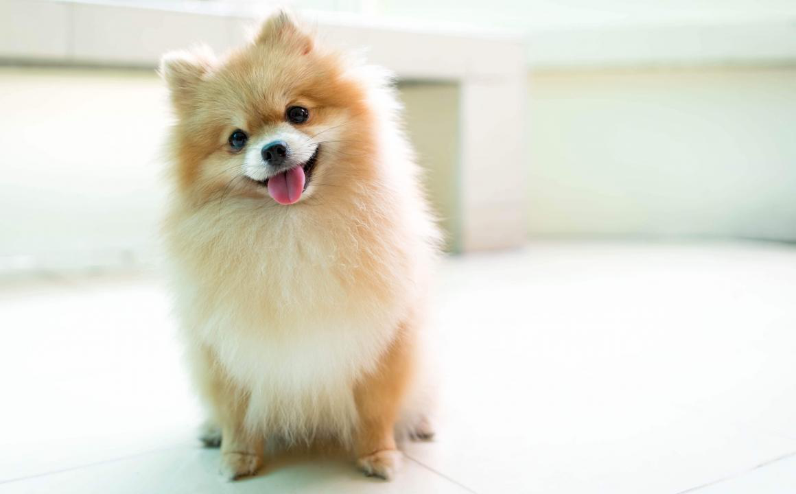 Pomerania