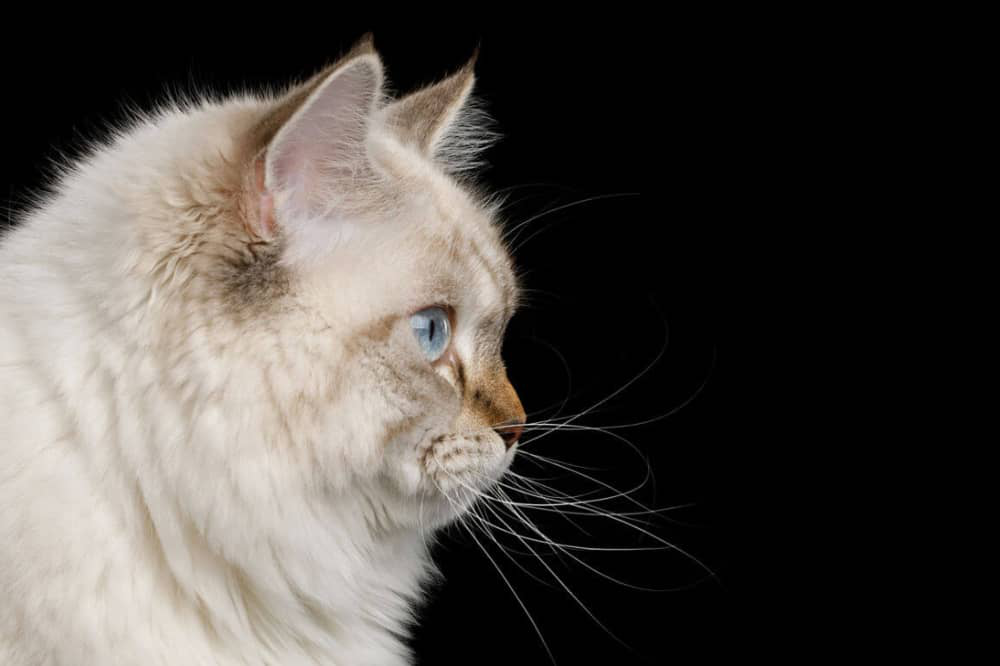 anatomia-del-gato_003.jpg