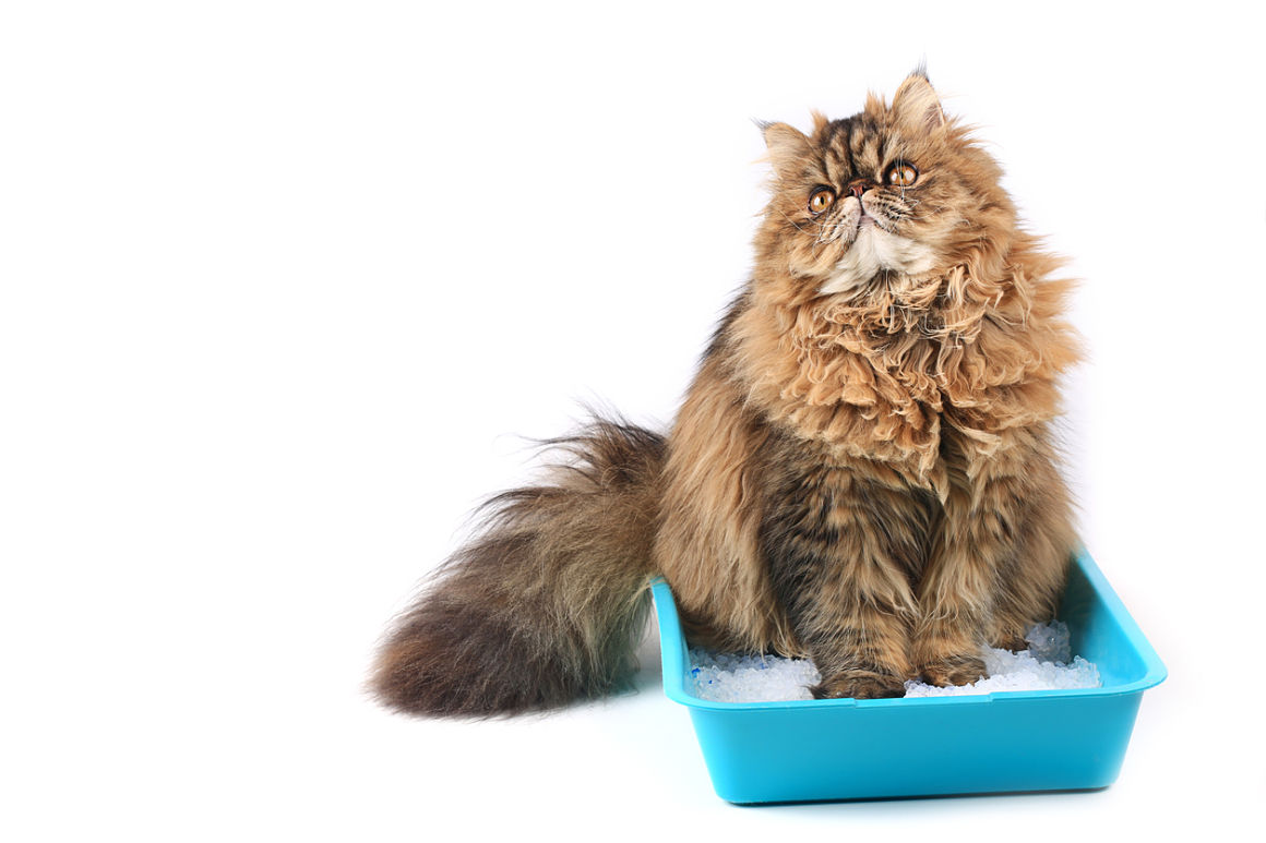 tipos-de-heces-de-gatos-2.jpg