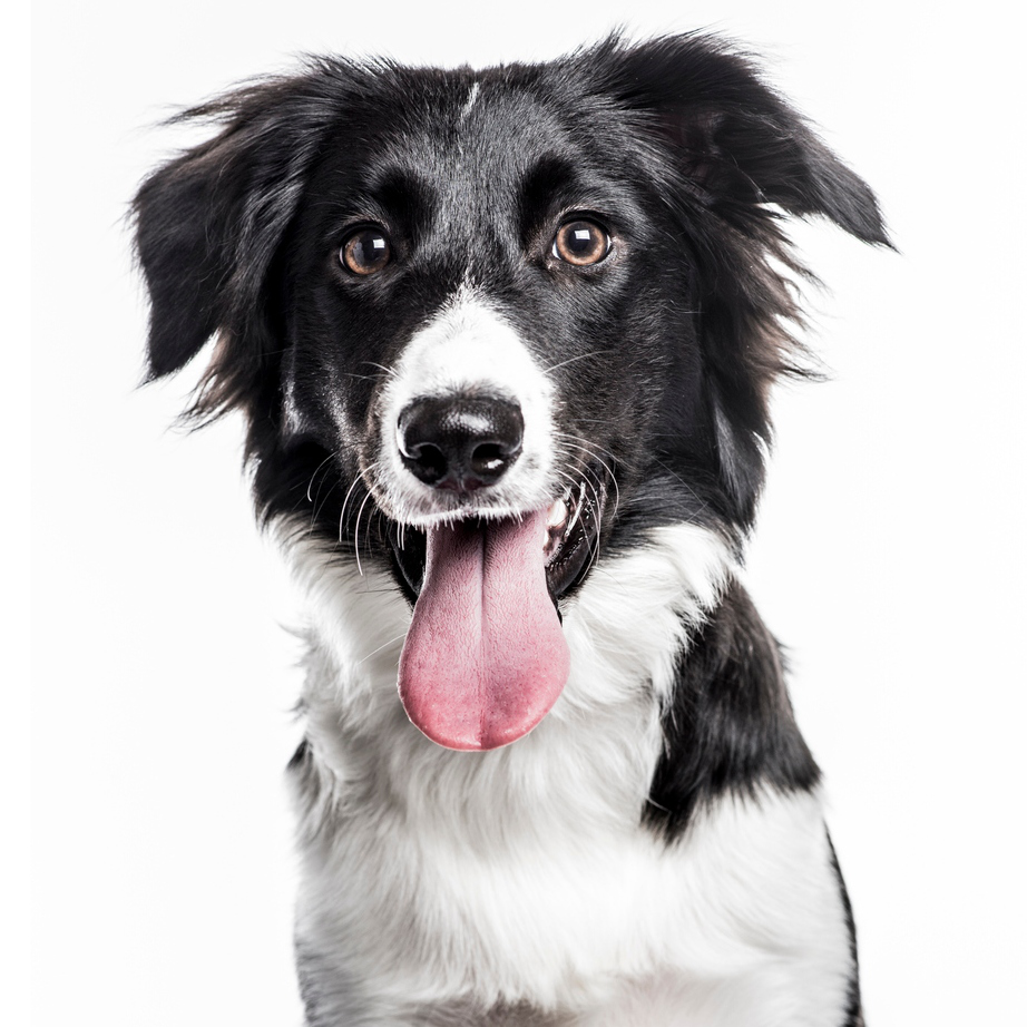 por-donde-sudan-los-perros-2.jpg