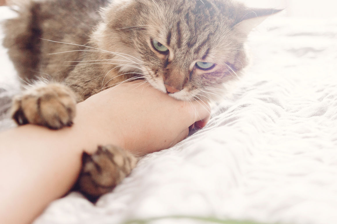 chat-qui-mord-2.jpg