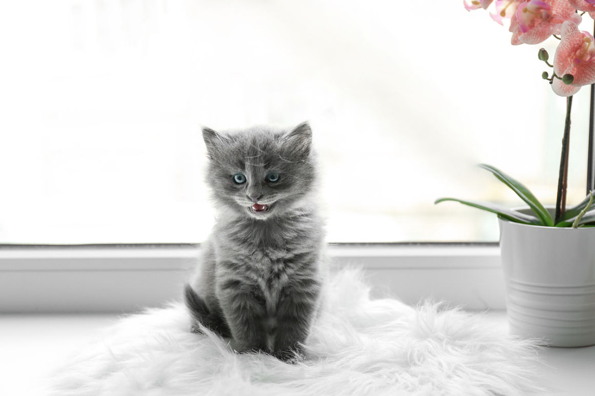 perche-i-gatti-miagolano-in-modo-strano-2.jpg