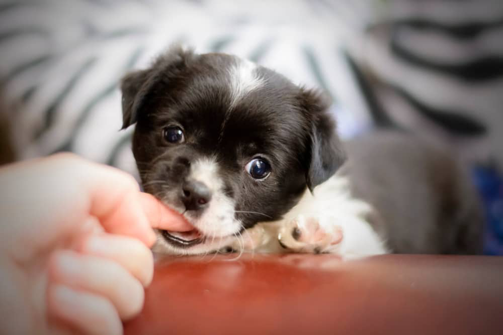 chiot-qui-mordille-002.jpg