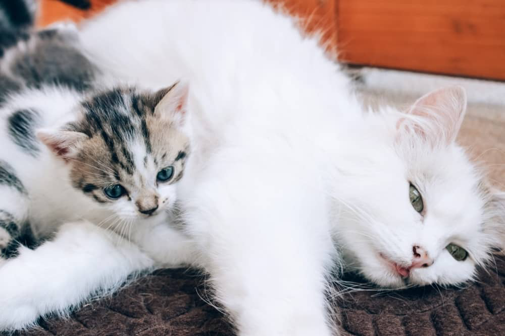 mastitis-gatas-002.jpg