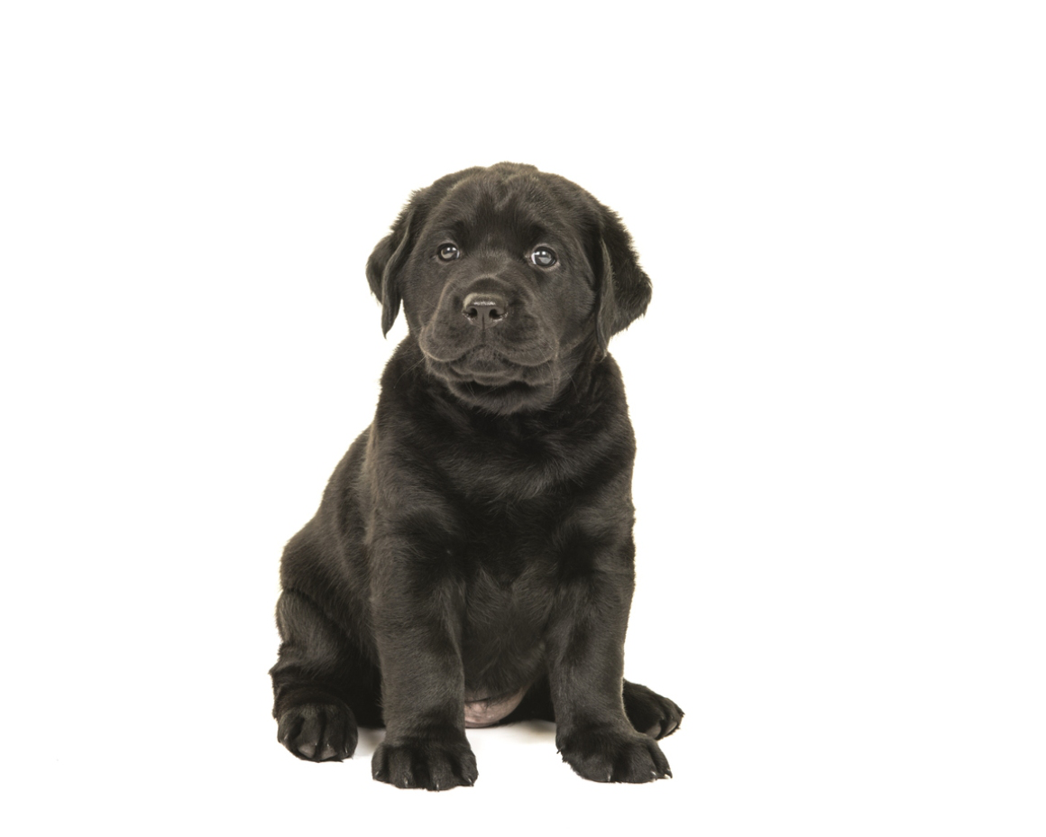 jusqu'&agrave;-quel-&acirc;ge-grandit-un-chien-002.jpg