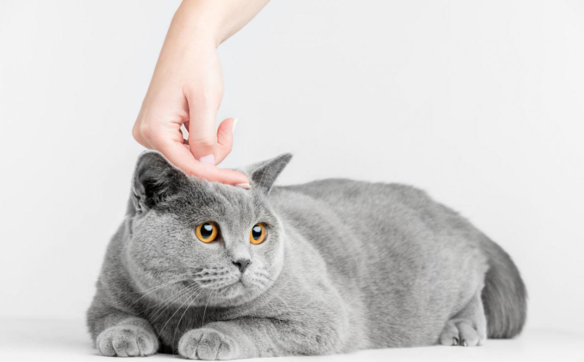 &iquest;Qu&eacute; cuidados necesitan los gatos castrados?