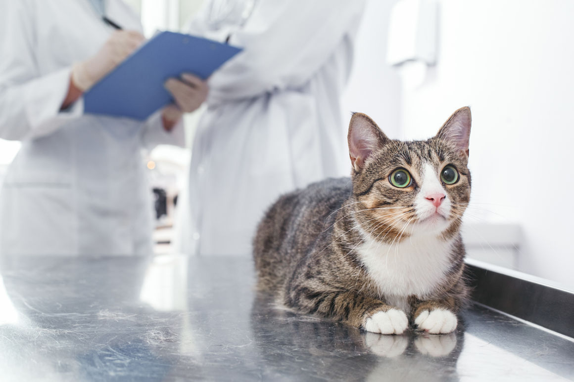 antibiotiques-pour-chat-2.jpg