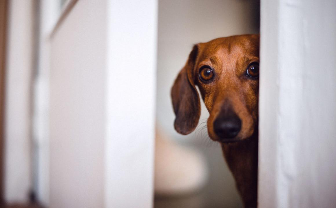 C&oacute;mo quitarle el miedo a un perro
