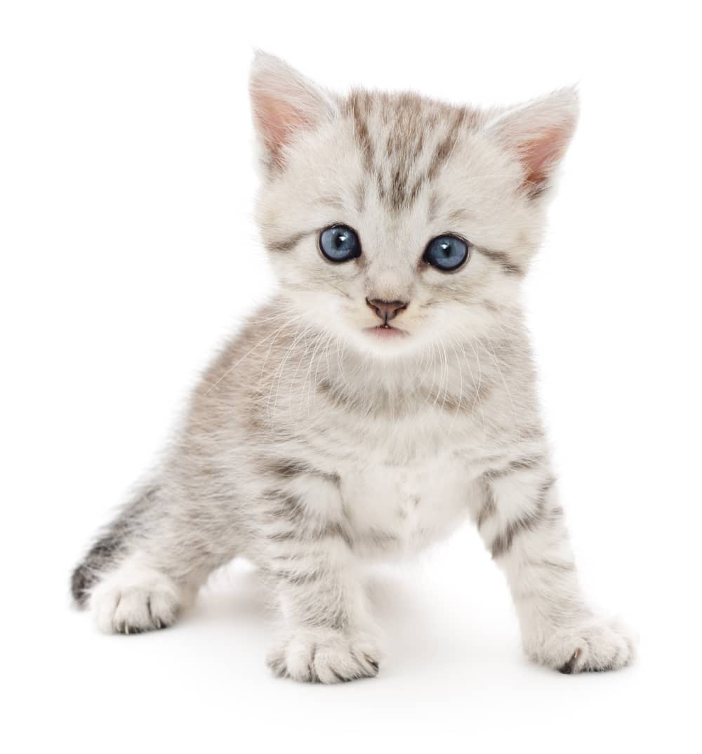 tipos-de-gatitos-01.jpg