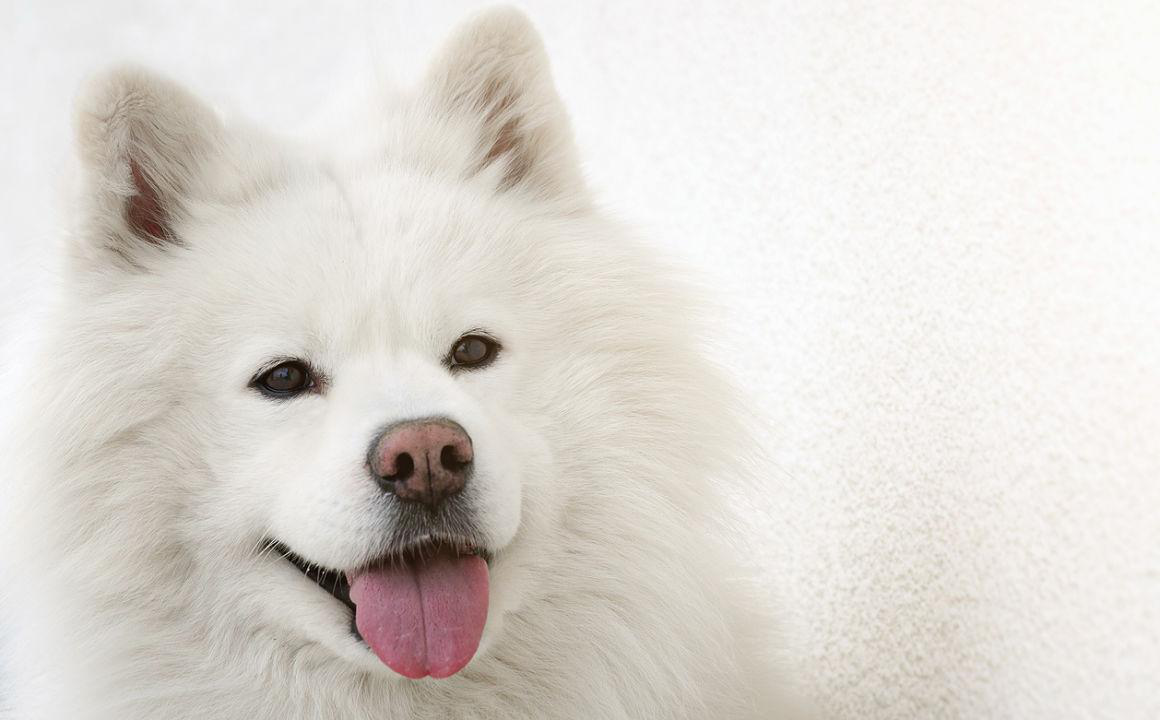 Samoyedo: el perro