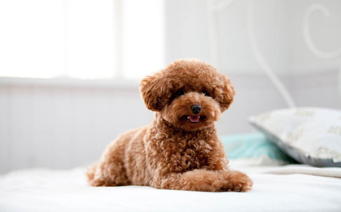 El caniche