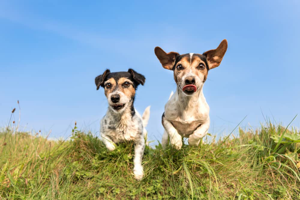 maladie-cushing-chien-003.jpg