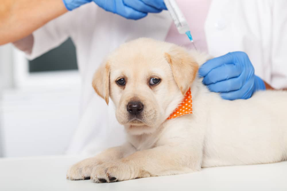 vacunas para cachorros reaccion.jpg